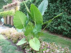 013 Longwood Gardens [2008 August 23]